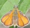 Thymelicus lineola